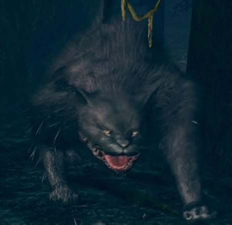 dark souls cat|Giant Cat .